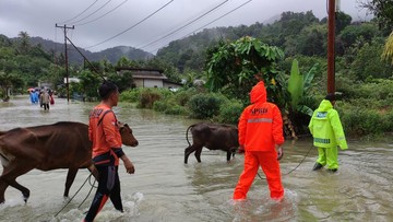 Pulau Jemaja Terendam Banjir, Aksi Heroik BPBD Anambas Selamatkan Warga Hingga Hewan Ternak