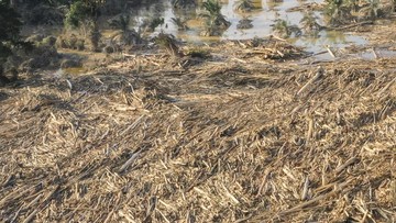 Mencekam! Banjir Bandang Kayu Gelondongan Kembali Hantam Bener Meriah, Warga Aceh Panik Menyelamatkan Diri