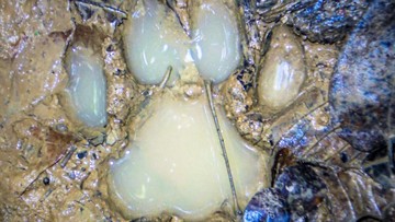 Misteri Tapak Harimau Jawa di Gunungkidul: Penemuan Jejak Besar Gegerkan Warga Semanu