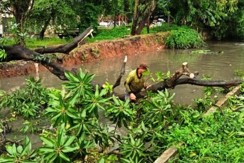 Cuaca Ekstrem Terjang Jakarta Barat: Serangkaian Pohon Tumbang Akibat Hujan Deras dan Angin Kencang