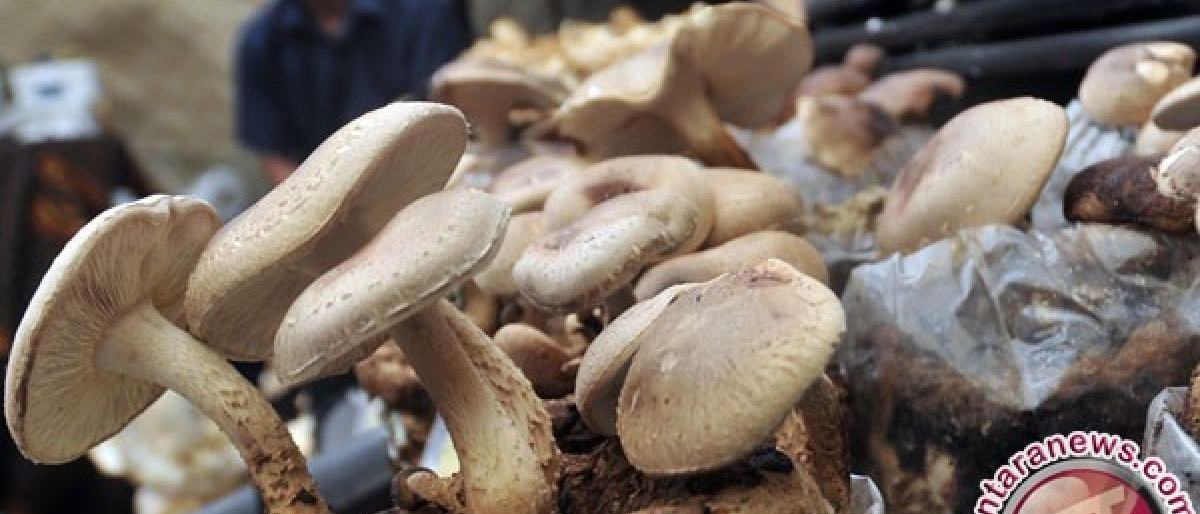 5 makanan yang sebaiknya tidak dikonsumsi secara mentah