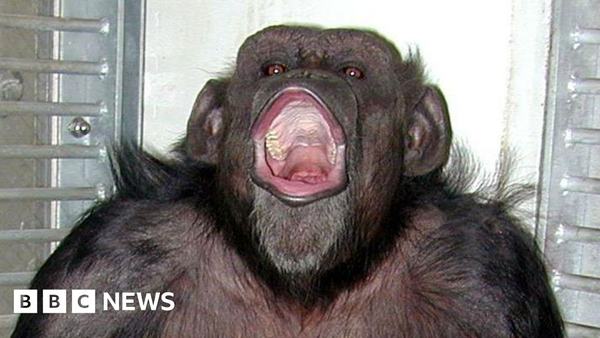 ai-japanese-chimpanzee-who-counted-and-painted-dies-at-49-1768263786.jpg