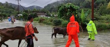 banjir-di-pulau-jemaja-anambas-kepri-bpbd-evakuasi-ternak-warga-1767918712.jpg