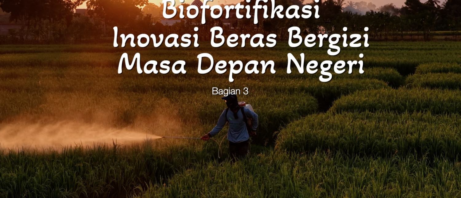 Banyuwangi Kembangkan Beras Biofortifikasi Guna Atasi Stunting Nasional