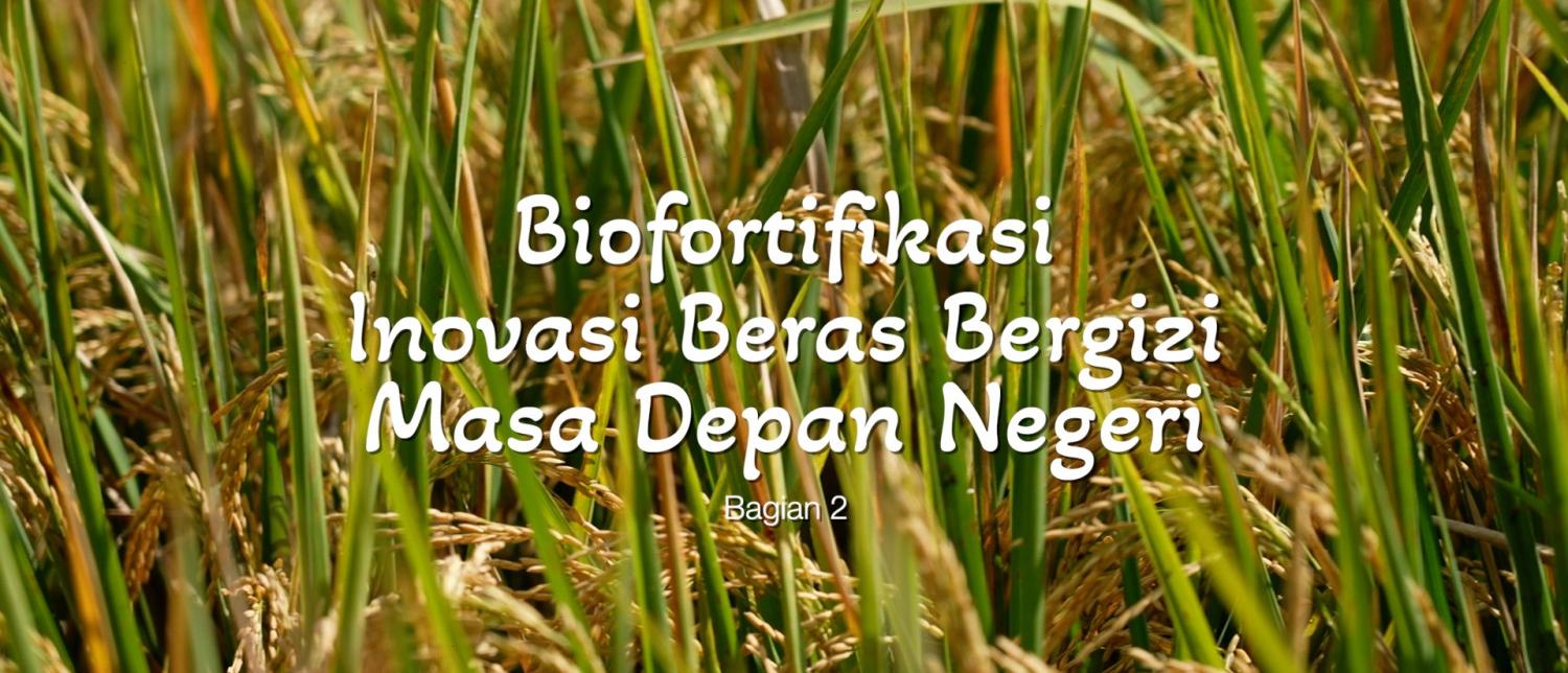 Banyuwangi Kembangkan Beras Biofortifikasi Guna Atasi Stunting