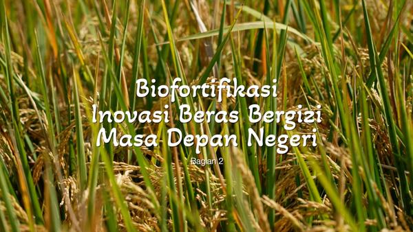 Banyuwangi Kembangkan Beras Biofortifikasi Guna Atasi Stunting