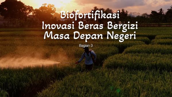 Banyuwangi Kembangkan Beras Biofortifikasi Guna Atasi Stunting Nasional