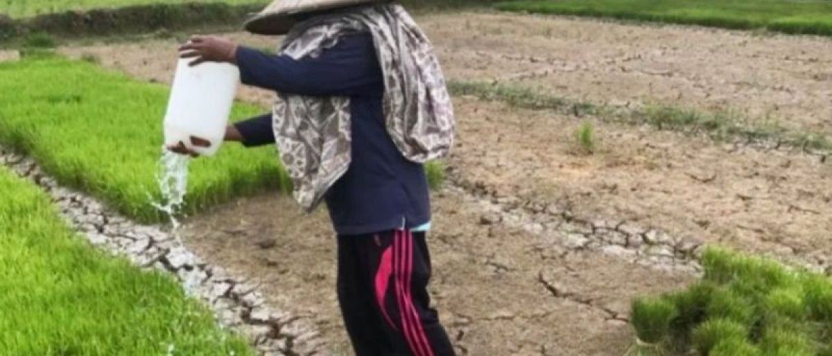 BMKG: El Nino Tidak Ganggu Produktivitas Pertanian Musim Hujan