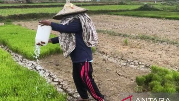 BMKG: El Nino Tidak Ganggu Produktivitas Pertanian Musim Hujan