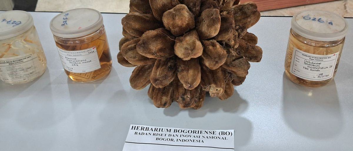 BRIN Temukan 29 Spesies Flora Baru Sepanjang 2025-2026