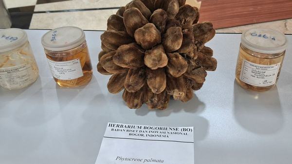 BRIN Temukan 29 Spesies Flora Baru Sepanjang 2025-2026