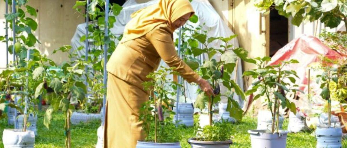 Dinsos DKI Kembangkan Urban Farming di PSAA Putra Utama 3