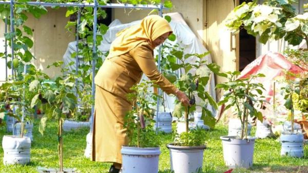 Dinsos DKI Kembangkan Urban Farming di PSAA Putra Utama 3