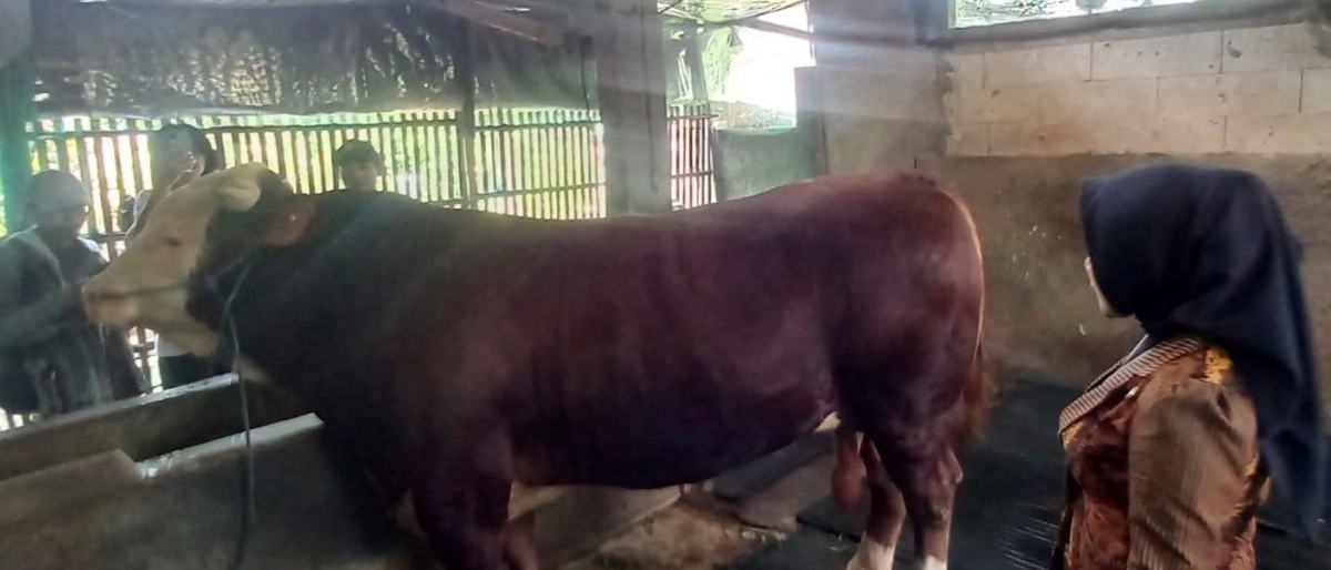 Dispertan Kudus Pastikan Sapi Kurban Presiden Prabowo Sehat
