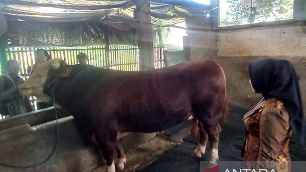 Dispertan Kudus Pastikan Sapi Kurban Presiden Prabowo Sehat