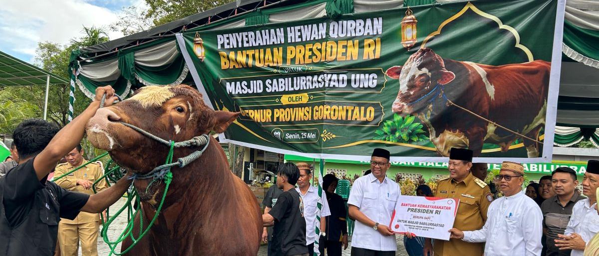 Gubernur Gorontalo Serahkan Sapi Kurban Presiden 1,13 Ton