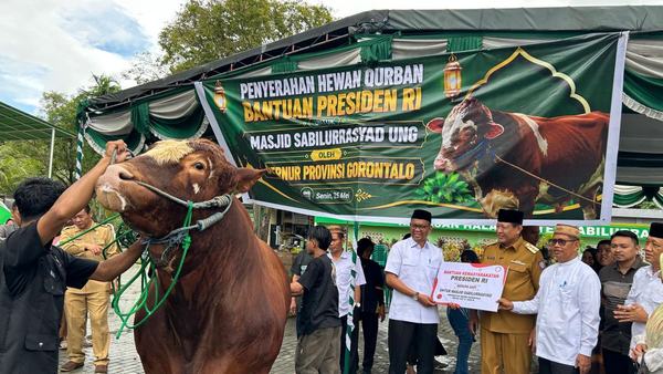 Gubernur Gorontalo Serahkan Sapi Kurban Presiden 1,13 Ton