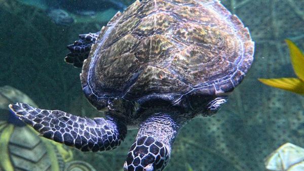 Hainan Resmikan Sea Turtle Shelter untuk Lindungi Penyu