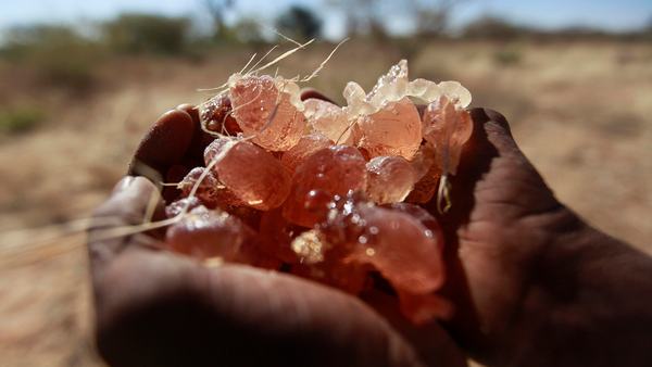 how-is-gum-arabic-fuelling-the-war-in-sudan-scrape-1767717644.jpg