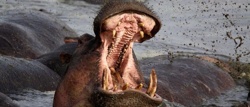 i-was-up-to-my-waist-down-a-hippos-throat-he-survived-and-heres-his-advice-scrape-1767538622.jpg