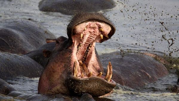 i-was-up-to-my-waist-down-a-hippos-throat-he-survived-and-heres-his-advice-scrape-1767538622.jpg