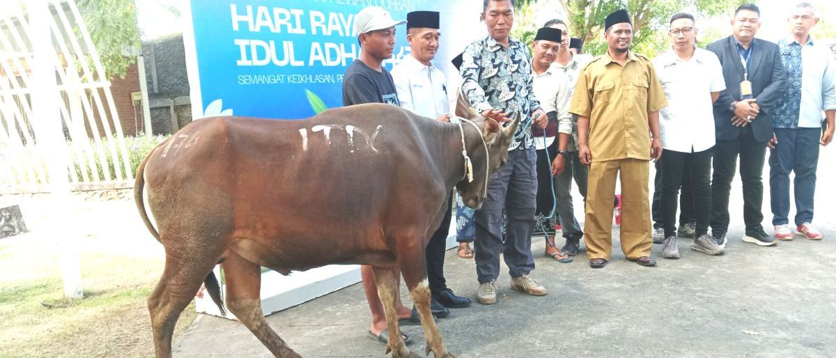 ITDC Salurkan Puluhan Hewan Kurban di Kawasan Mandalika