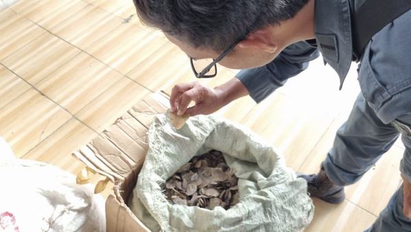 Kemenhut Tahan Penyelundup Tiga Ton Sisik Trenggiling Tujuan Kamboja