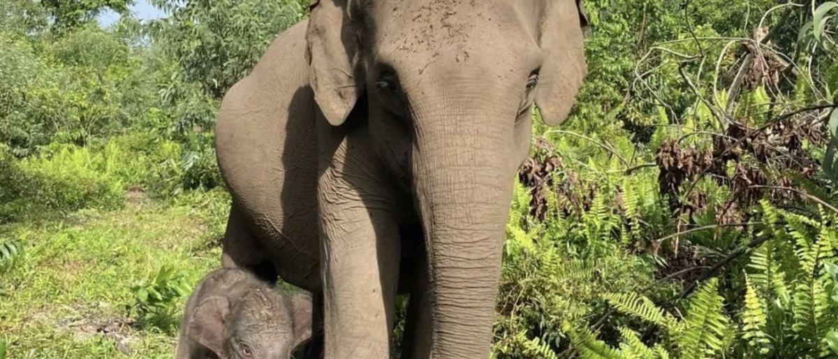 Kementerian Kehutanan Umumkan Kelahiran Anak Gajah di TN Tesso Nilo