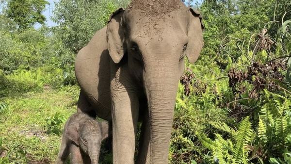 Kementerian Kehutanan Umumkan Kelahiran Anak Gajah di TN Tesso Nilo