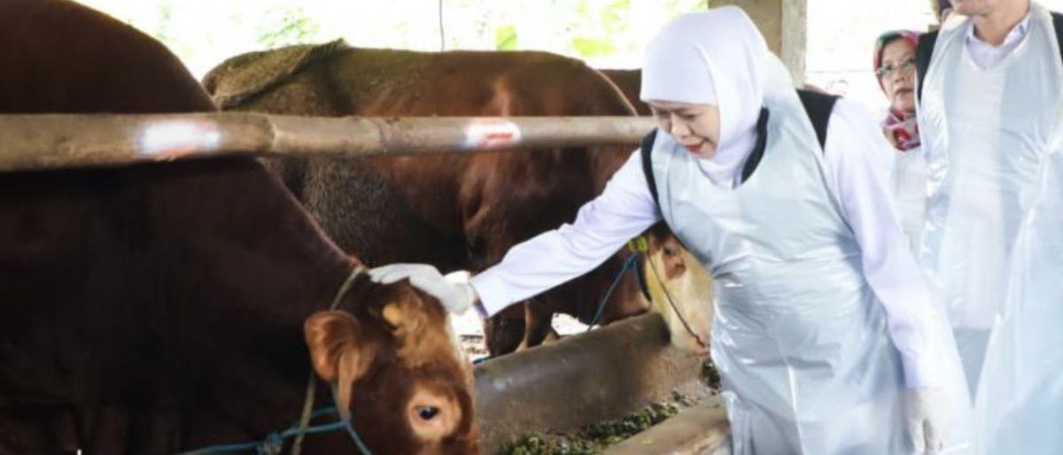 Khofifah: Idul Adha Dongkrak Ekonomi Peternak Jawa Timur