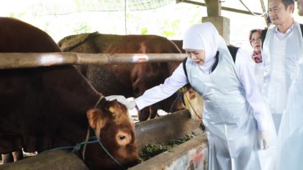 Khofifah: Idul Adha Dongkrak Ekonomi Peternak Jawa Timur