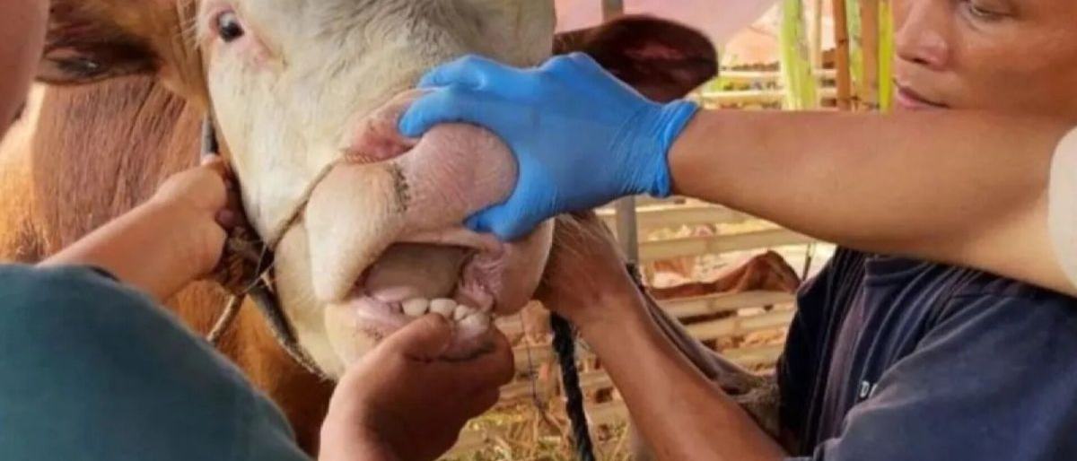 KPKP Jakarta Selatan Tangani 25 Hewan Kurban Sakit