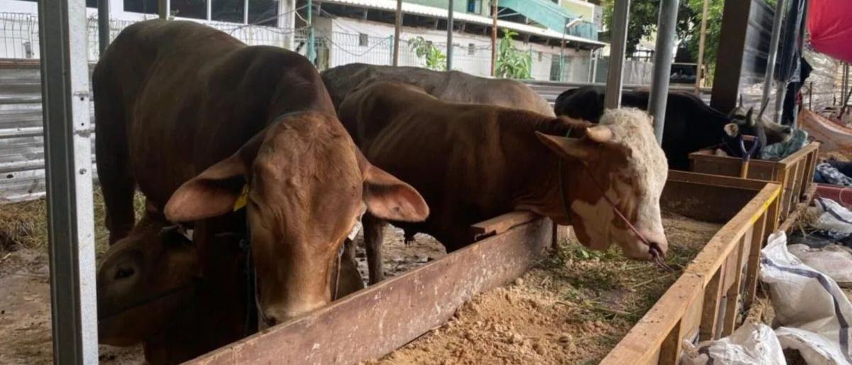 Masjid Agung Al-Azhar Distribusikan Daging Kurban Menggunakan Besek