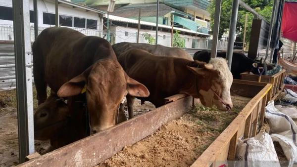 Masjid Agung Al-Azhar Distribusikan Daging Kurban Menggunakan Besek