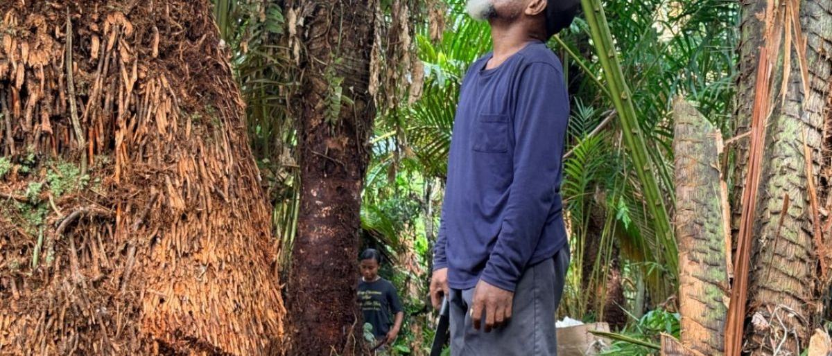 Mempertahankan sagu sebagai identitas dan ketahanan pangan lokal Papua