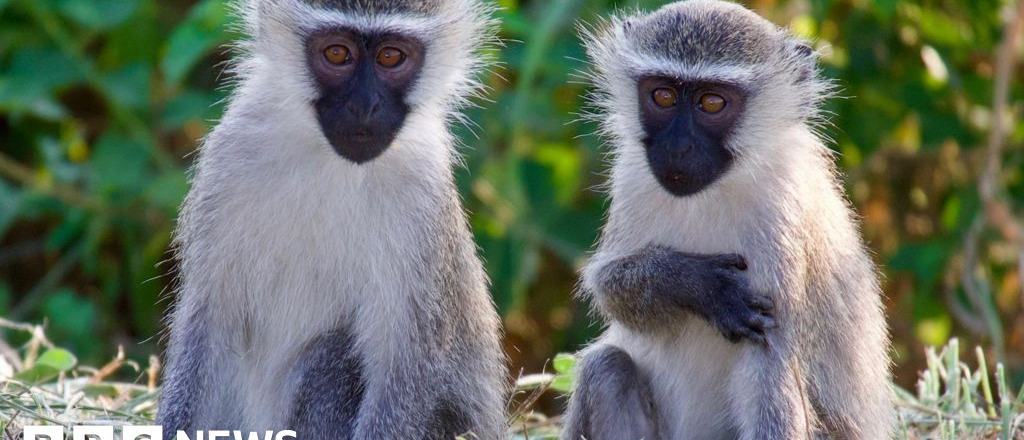 monkeys-on-the-loose-in-st-louis-after-four-day-search-1768263712.jpg