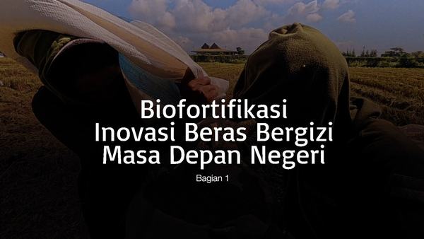 Pemerintah Percepat Biofortifikasi Beras Guna Atasi Stunting Nasional