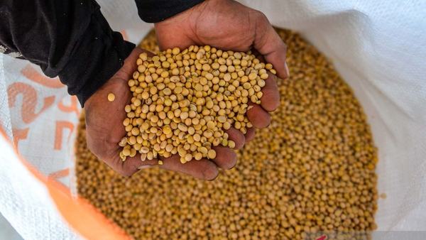 Pemerintah Salurkan Subsidi Kedelai Jaga Stabilitas Harga Perajin