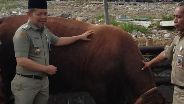 Pemkab Pastikan Hewan Kurban di Kepulauan Seribu Sehat