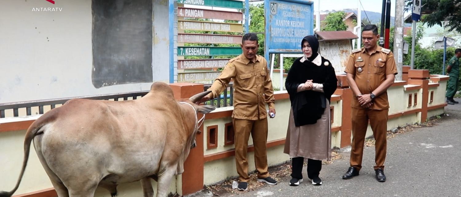 Pemko Banda Aceh Salurkan Puluhan Hewan Kurban
