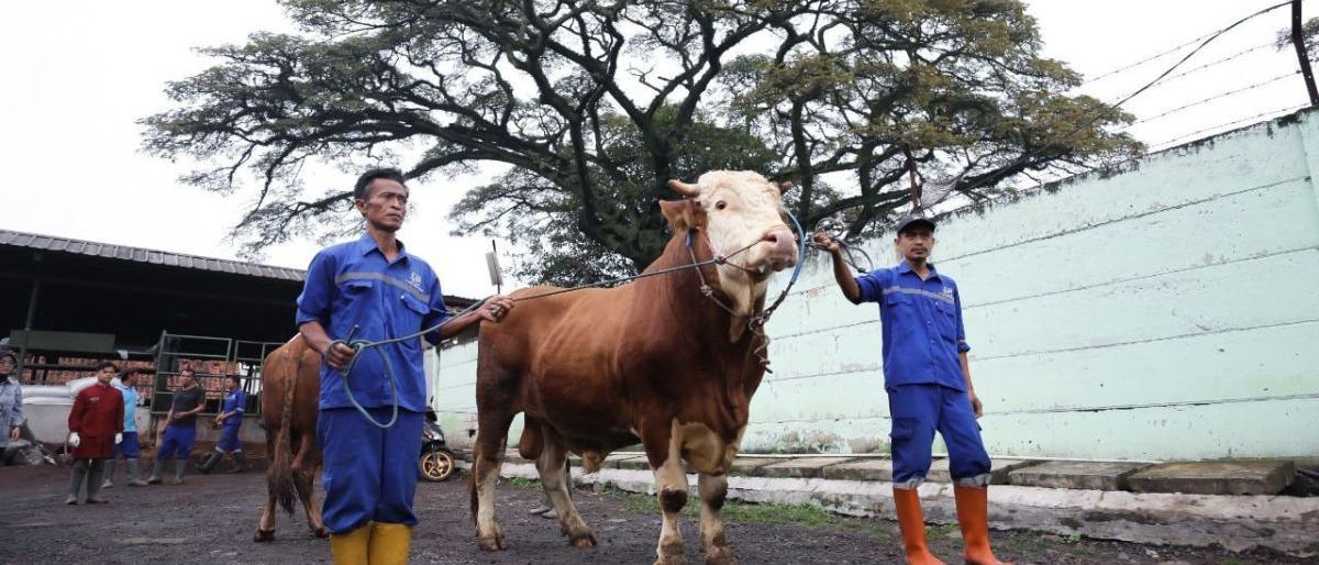 Pemkot Bandung Periksa 15.000 Hewan Kurban Jelang Idul Adha