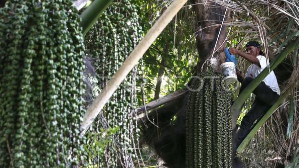 Peneliti BRIN: Aren berpotensi menjadi sumber bioetanol nasional