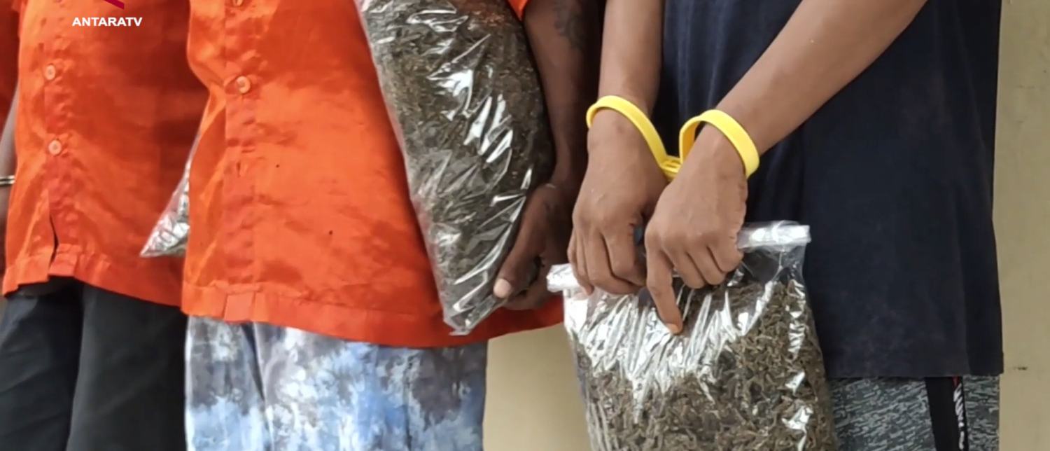 Polda Papua Sita 40,7 Kilogram Ganja dari 111 Kasus