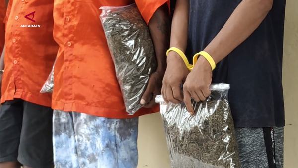 Polda Papua Sita 40,7 Kilogram Ganja dari 111 Kasus
