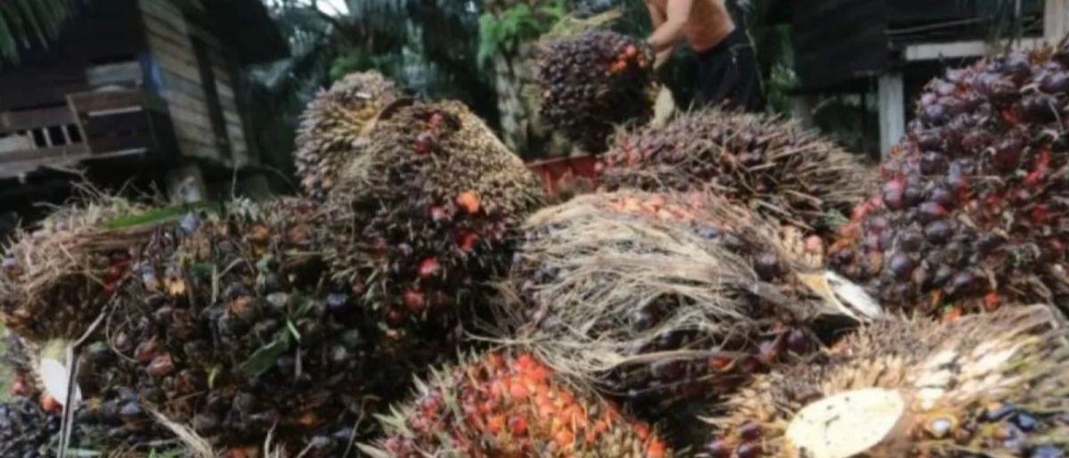 POPSI: Mandatori B50 perlu diiringi dengan perhatian ke petani sawit