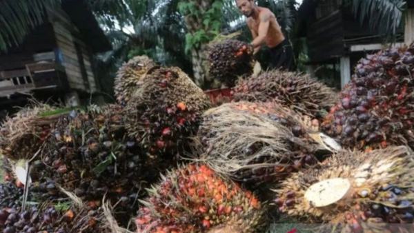 POPSI: Mandatori B50 perlu diiringi dengan perhatian ke petani sawit