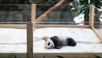 prabowo-beri-nama-bayi-panda-pertama-yang-lahir-di-taman-safari-1767731415.jpg