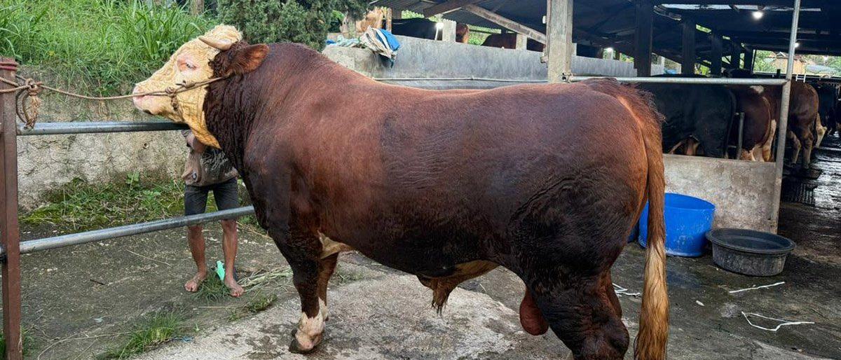 Prabowo Subianto Salurkan 1.098 Sapi Kurban Premium dari Peternak Lokal