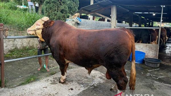 Prabowo Sumbang Sapi 1,2 Ton untuk Korban Banjir Dayeuhkolot