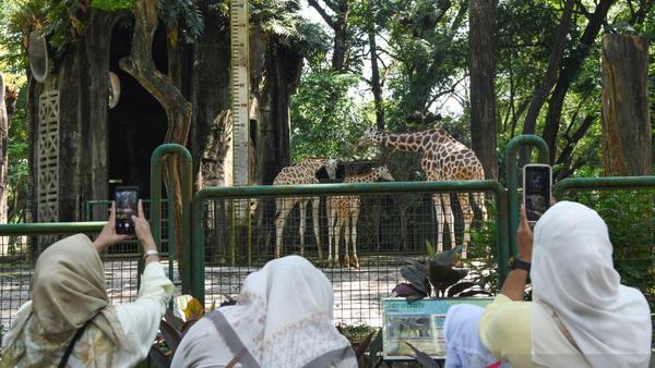 Ragunan Gratiskan Tiket Masuk dan BGN Audit Dapur MBG